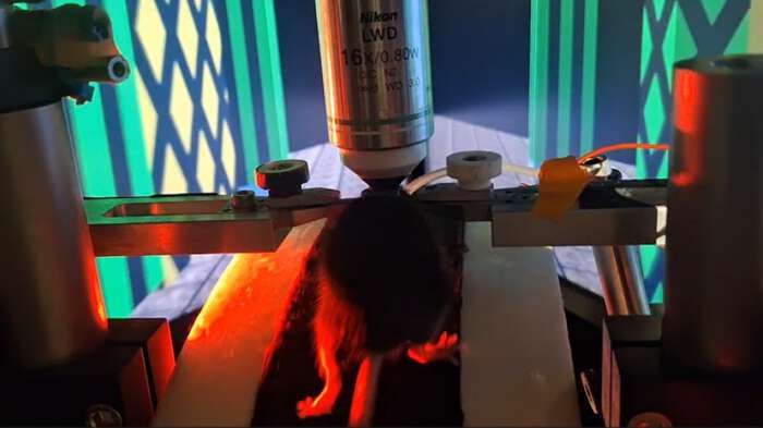 Image shows a mouse from behind, running towards a field with different digital images. A microscope is shown above its head