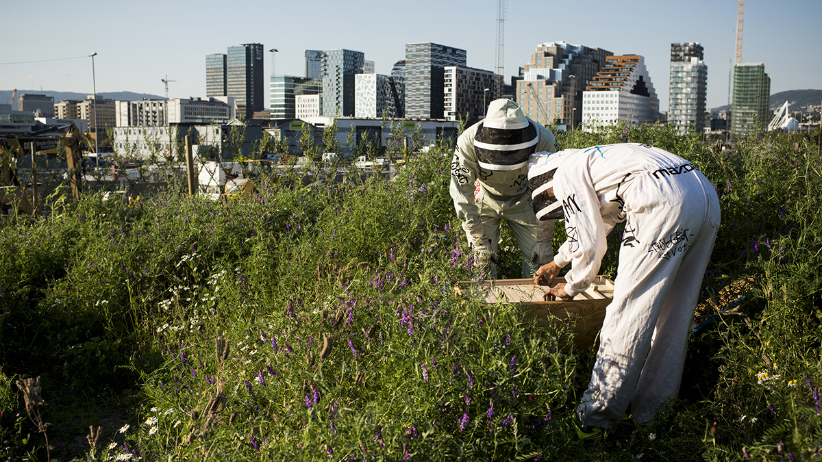 Two beekeepers handeling a beehive