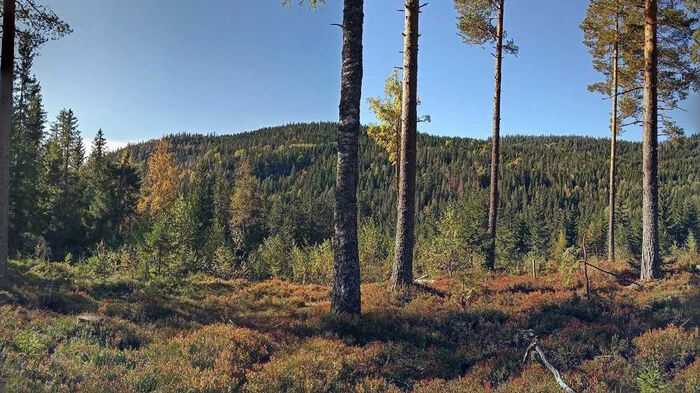 Image may contain: Plant, Sky, Natural landscape, Larch, Terrestrial plant.