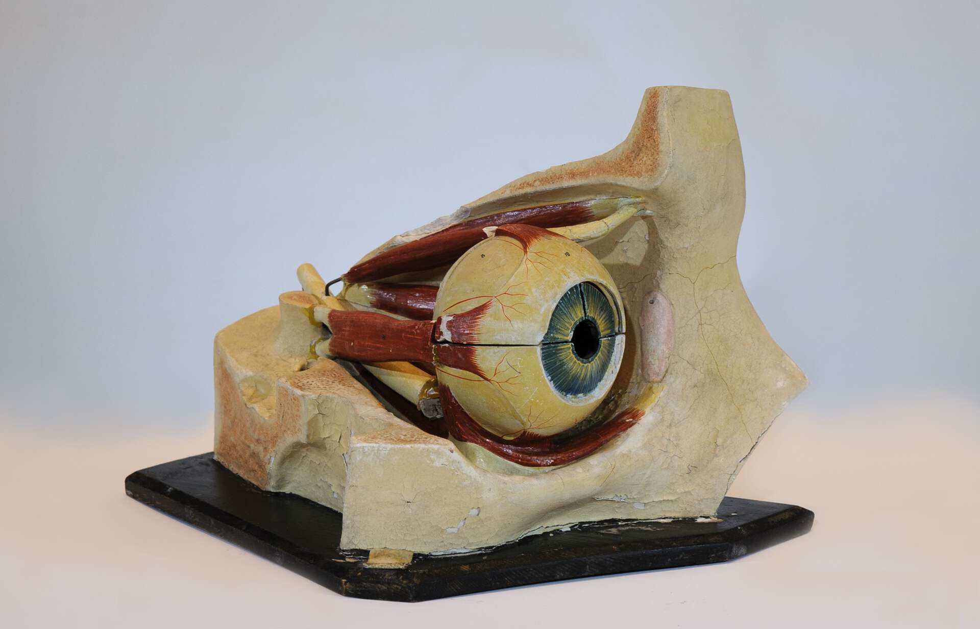 Anatomisk modell av et øye