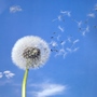 Bildet kan inneholde: blomst, himmel, anlegg, sky, naturlig landskap.