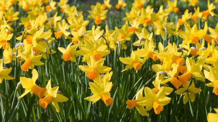 Bildet kan inneholde: blomst, gul, kronblad, vår, blomstrende plante.