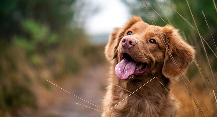 Glad tollerhund.