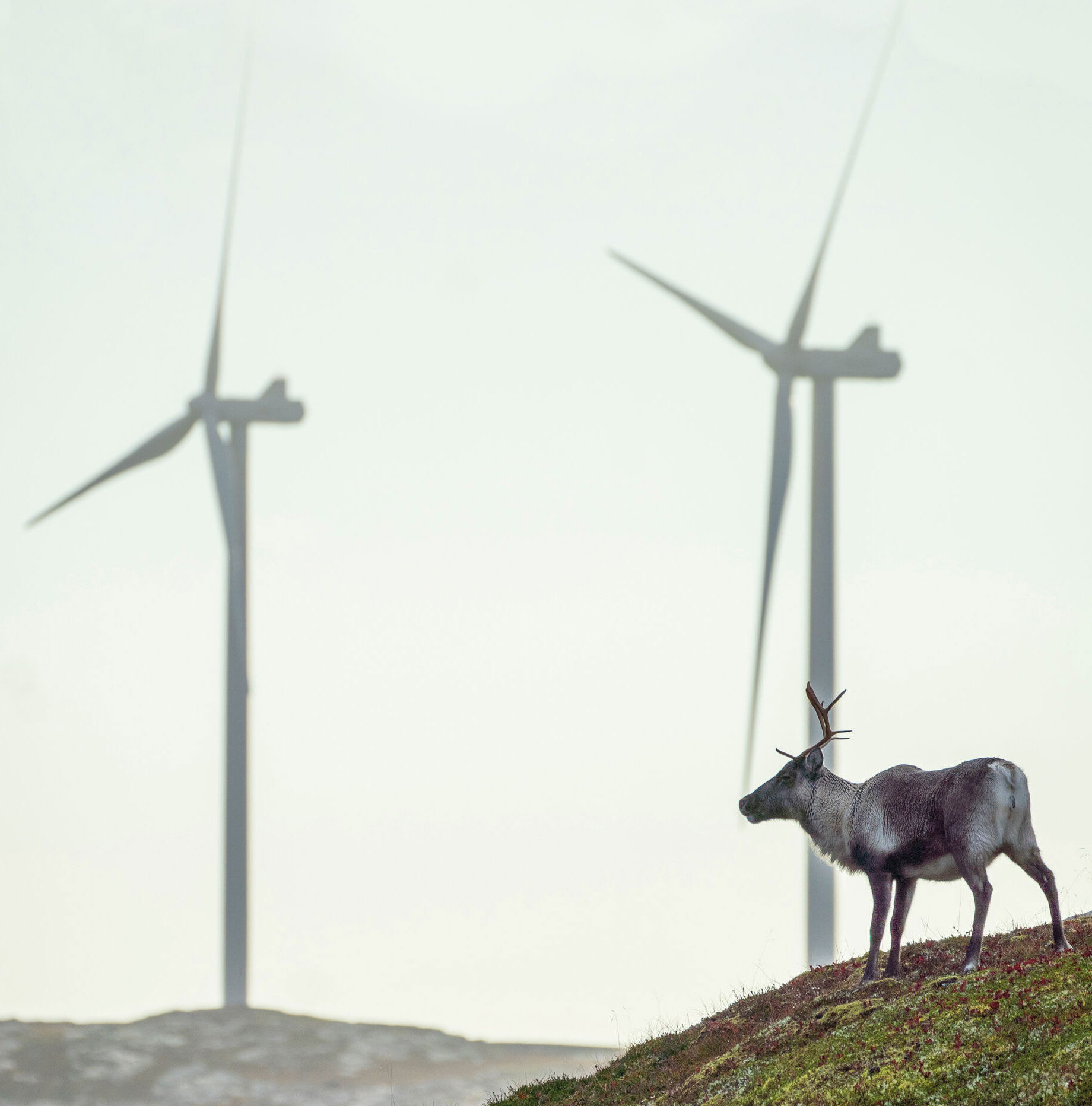 Bildet kan inneholde: vindturbin, vindmølle, vindpark, vind, turbin.
