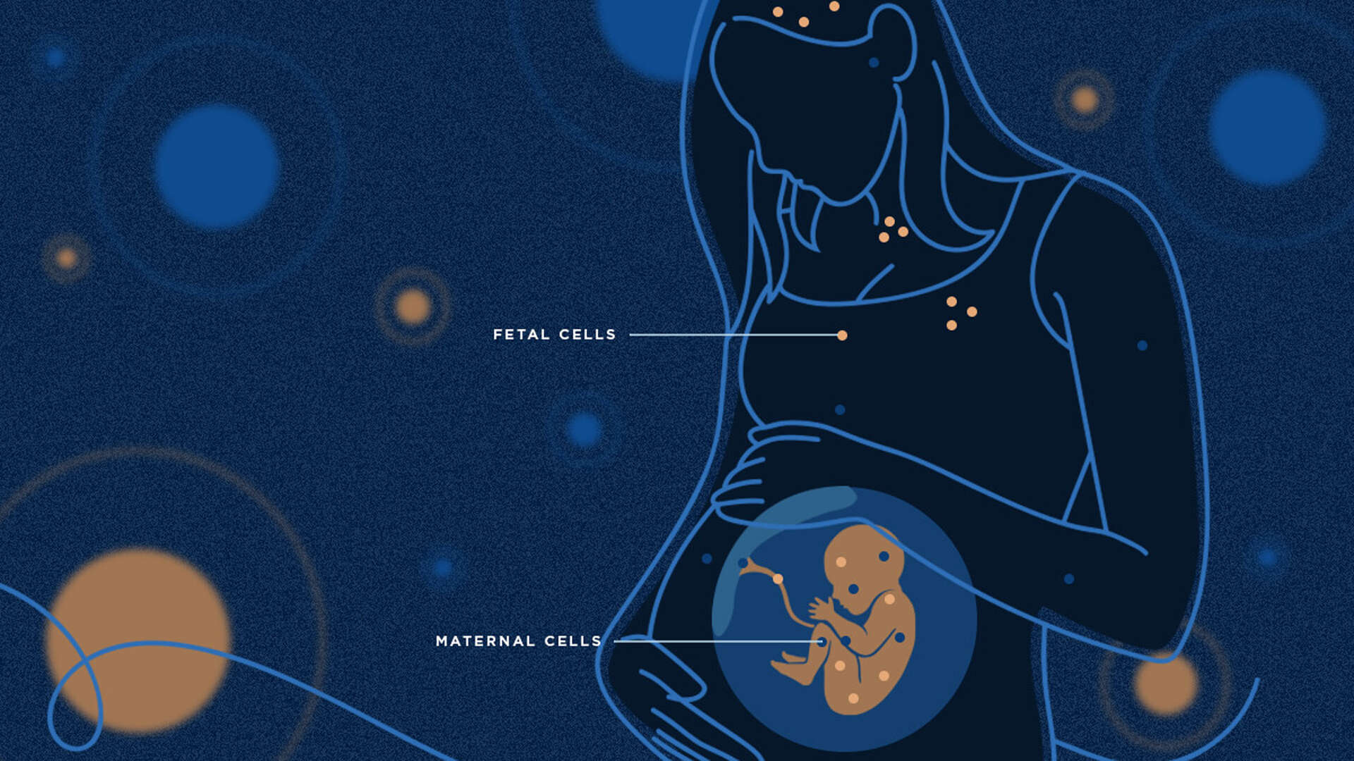 Illustrasjon av gravid kvinne men celler fra fosteret, og et foster med celler fra mor