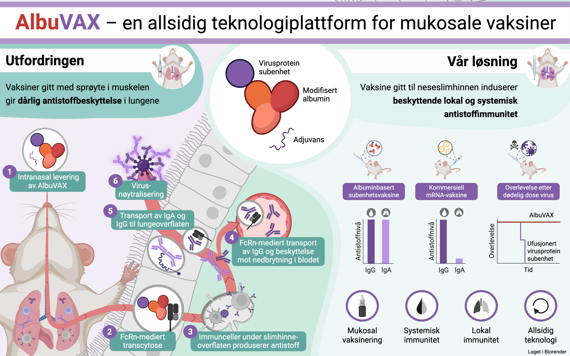 Figur som forklarer studien hvor den nye vaksinen ble testet på mus og sammenlignet med mRNA-vaksinen mot koronaviruset