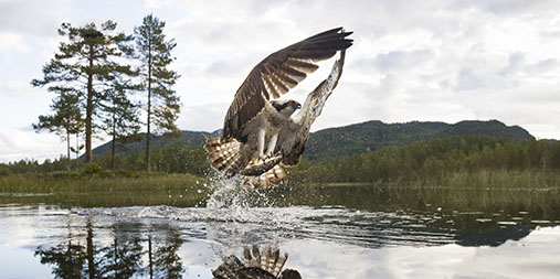 An eagle catching a fish in a lake. Photo.