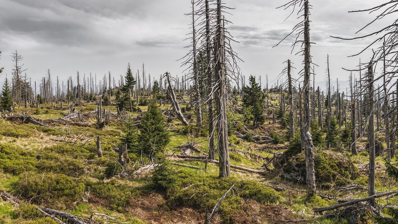Bildet kan inneholde: vegetasjon, villmark, skog, gran- og furuskoger, plantesamfunn.