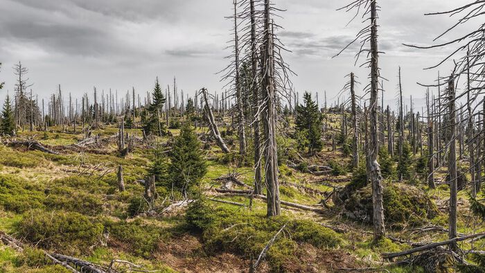 Bildet kan inneholde: vegetasjon, villmark, skog, gran- og furuskoger, sky.