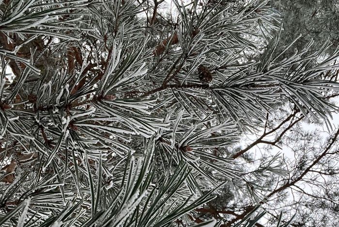 bilde av en snødekt gren