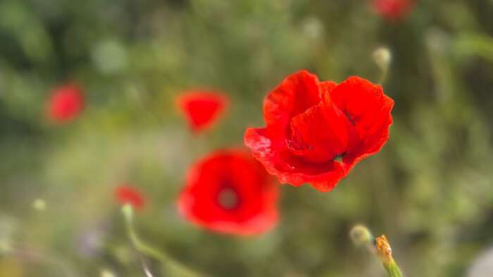 Sommerblomst