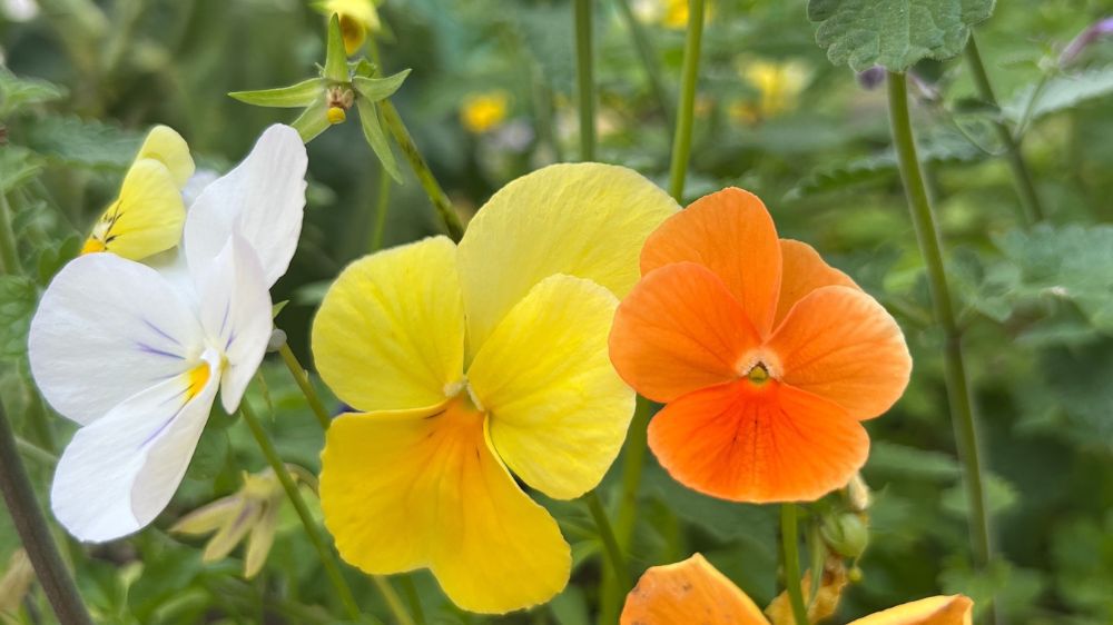 Bildet kan inneholde: blomst, kronblad, gul, grønn, planter.
