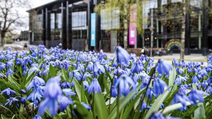 Bildet kan inneholde: blå, blomst, planter, kronblad, vår.