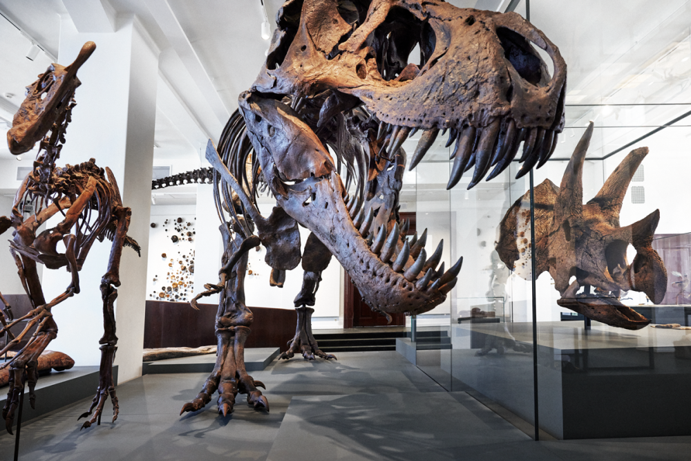T-Rex, dinosaur, utstilling på museum