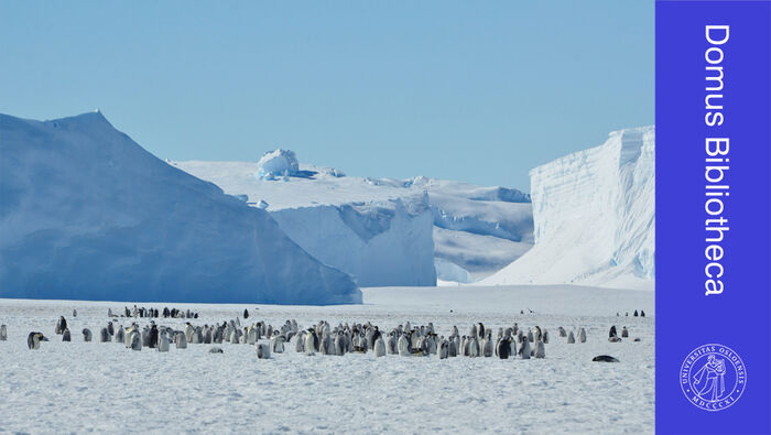 Pingviner på Antarktisk