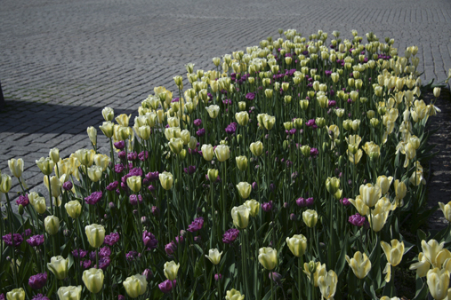 Ved Arnold Haukelands skulptur Air er det opphøyde blomsterbed som byr på blomsterløk og sommerblomster. Her en blanding av tulipansortene &amp;#8217;Purissima&amp;#8217;, &amp;#8217;Spring Green&amp;#8217; og &amp;#8217;Lilac Perfection&amp;#8217; (våren 2010).&amp;#160;&amp;#160;Mellom disse bedene sitter man litt avskjermet, omgitt av farger og dufter.
Blindernbenkene nedenfor Sophus Lies hus er også et fint sted å slå seg ned. Her vokser espalierte pæretrær med stauden bergblomst (Bergenia cordifolia) i forkant. På venstre hånd på vei opp fra plassen er det et felt med busker som danner en spesielt flott struktur. Sargenteple (Malus sargentii) har et vell av hvite epleblomster om våren og står grønne og frodige gjennom hele sommeren.
