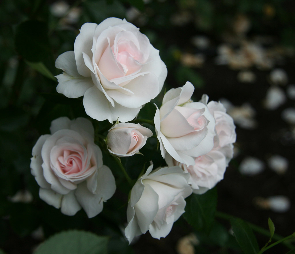 Rosen &#39;Aspirin&#39; har fylte, hvite blomster med rosa skjær. Bladverket er blankt og mørkegrønt.