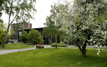 Bildet kan inneholde: tre, offentlige rom, urban design, vår, skygge.