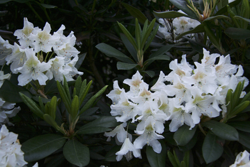 To oppbygde bed rammer inn hagen. Det ene er beplantet med
rododendron (Rhododendron &#39;Cunningham&#39;s&amp;#160;White&#39;)&amp;#160;med et vell av hvite blomster om våren. Resten av året står den som en grønn og tett skjerm.