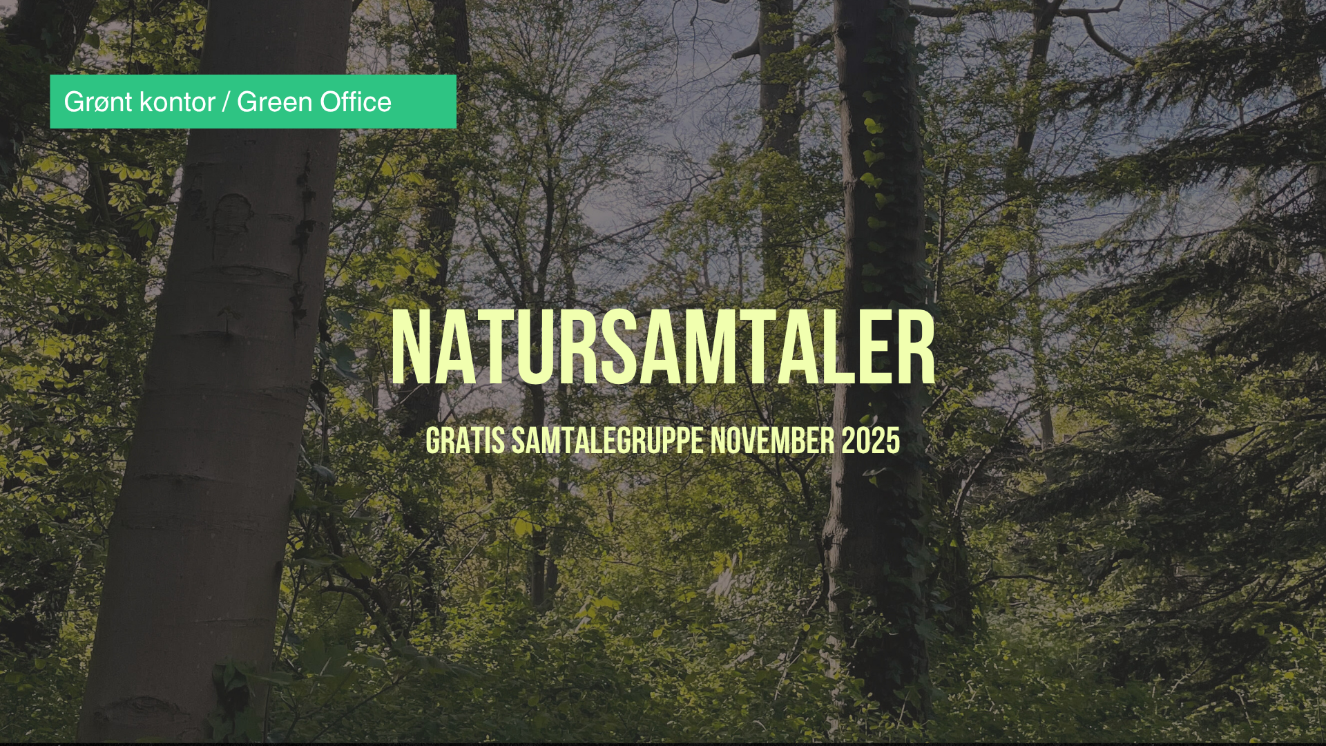 Bildet kan inneholde: skog, jungel, regnskog, tropiske og subtropiske barskoger, gammel skog.