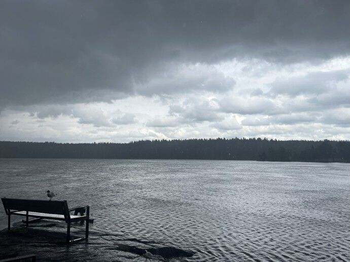 A lake with a forest in the background, a bench with a seagull on top of it in the foreground