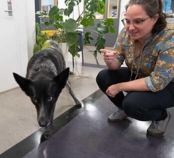Dog ,Plant ,Vertebrate ,Dog breed ,Houseplant.