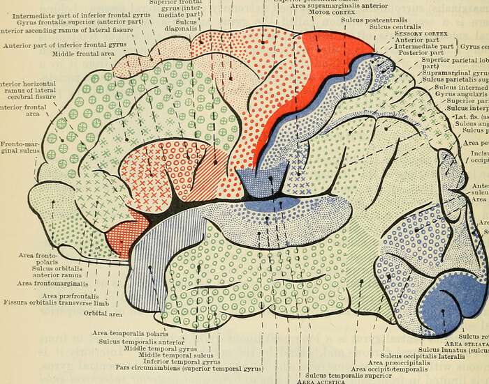 A colourful model of the human brain.