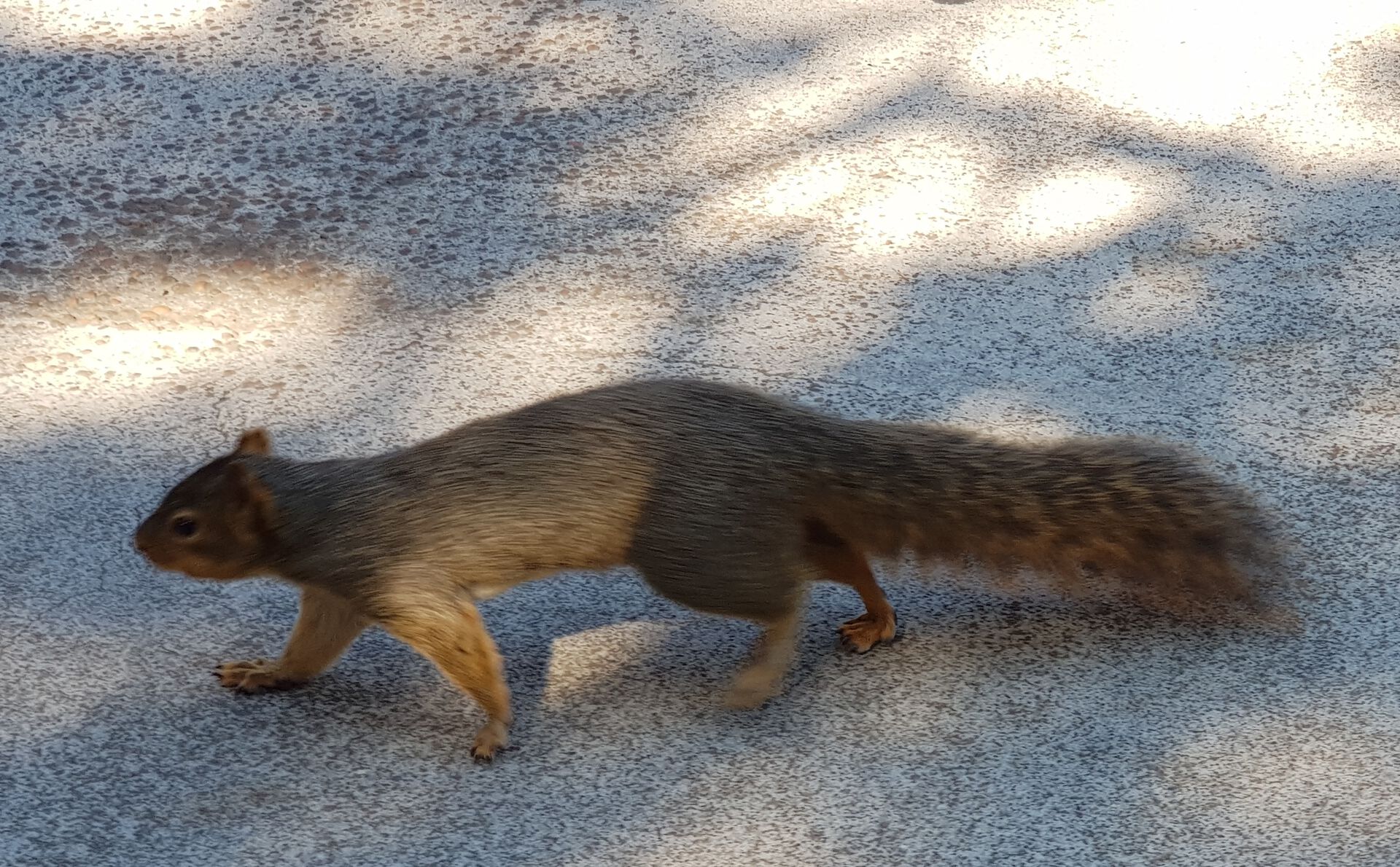 Mammal ,Vertebrate ,Squirrel ,Fox squirrel ,Tail.