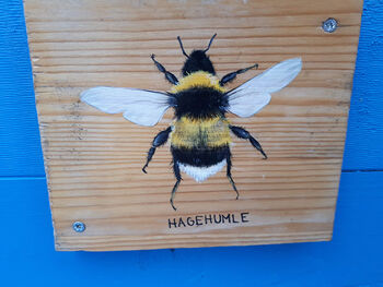 Insect ,Bumblebee ,Bee ,Megachilidae ,Membrane-winged insect.