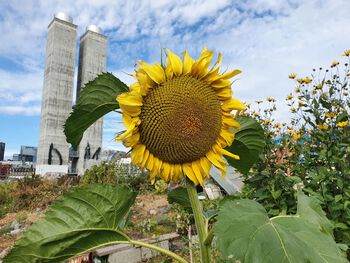 Flower ,Sunflower ,Sky ,sunflower ,Plant.