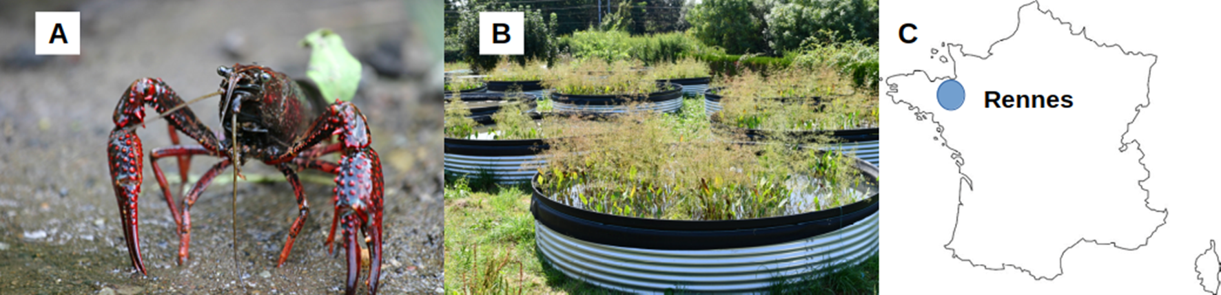 Bildet kan inneholde: anlegg, plantsamfunn, naturlandskap, land mye, biome.