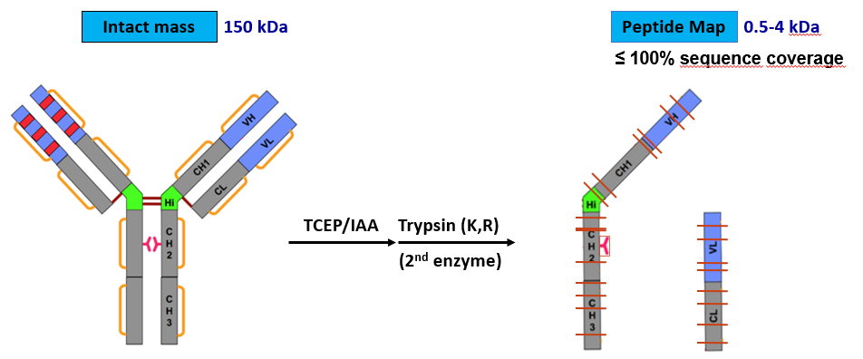 Intact mass and peptide mapping