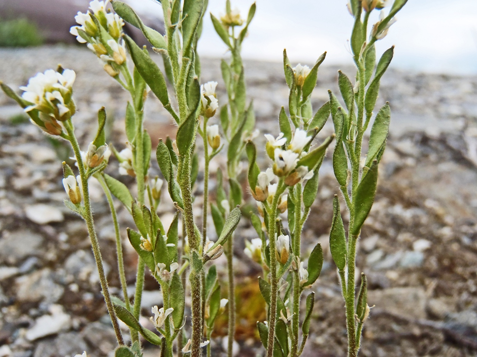 the Arctic-alpine plant Draba Bilde: Eli Fremstad Lisens: CC BY-SA 4.0 (Navngivelse-DelPåSammeVilkår)