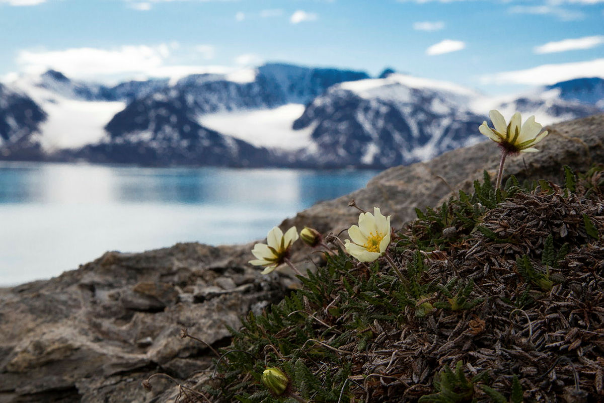Hvit blomst på skogbunn i fjell på Svalbard med innsjø og fjell i bakgrunnen.
