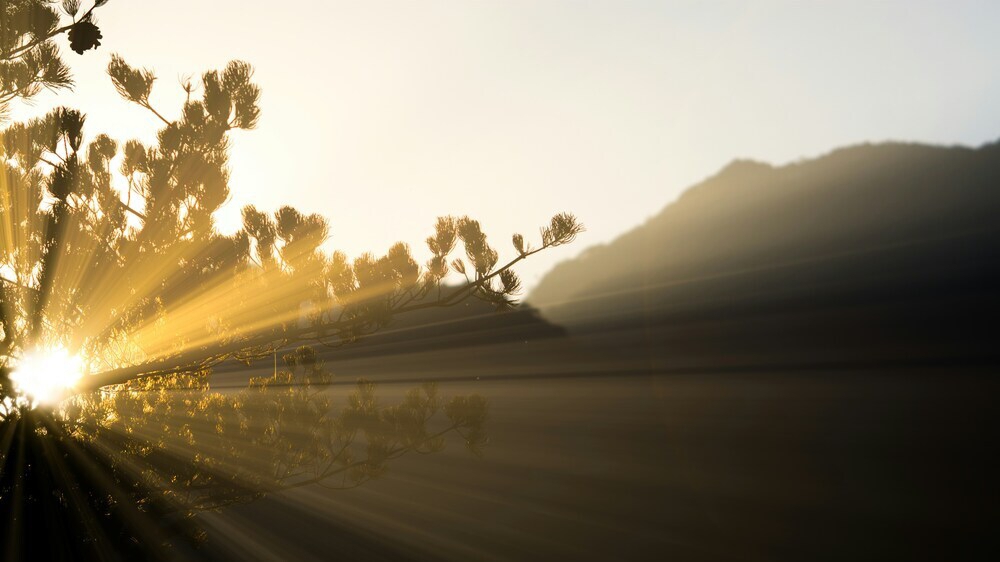 Sun shining through leaves